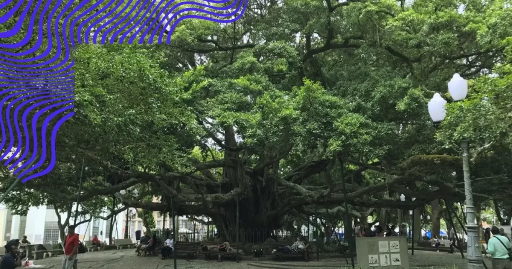 Praça XV, no centro de Florianópolis.